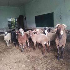 فروش گوسفند نر کیلیویی در شیپور