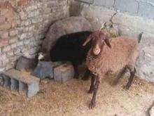 گوسفند 3تابره داشتی در شیپور