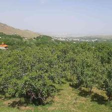 باغ بادام زار در منطقه توریستی امامزاده کوه در شیپور