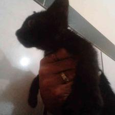 بچه گربه سیاه در شیپور