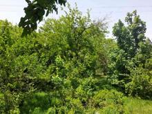 باغ 482 متر در کردان (بهارک) در شیپور