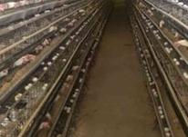به چند نفر جهت کار در سالن مرغداری تخم گذار نیازمندیم در شیپور-عکس کوچک