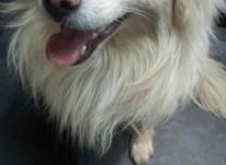 ««سگ»» گمشده در شیپور-عکس کوچک