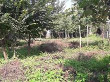 زمین مسکونی 1300 متر در داروگر در شیپور