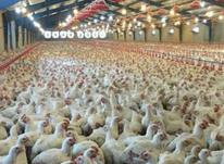 فروش مرغداری 30000تایی در دودانگه در شیپور-عکس کوچک