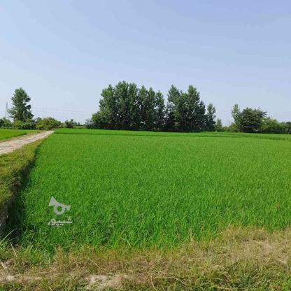 زمین کشاورزی 4500 متر در لیتکوه امامزاده عبدالله در گروه خرید و فروش املاک در مازندران در شیپور-عکس1