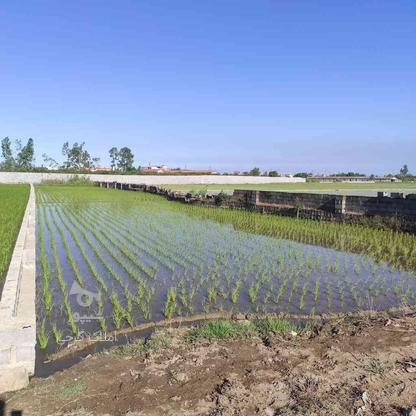 فروش زمین کشاورزی 3000 متر در بلوار ذوالفقاری در گروه خرید و فروش املاک در مازندران در شیپور-عکس1