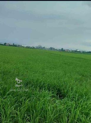 زمین کشاورزی 2000 متر در منطقه در گروه خرید و فروش املاک در گیلان در شیپور-عکس1