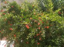 فروش باغچه 350متری سنددار شهریار در شیپور-عکس کوچک