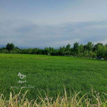 زمین کشاورزی 3700 متر در چینی جان در گروه خرید و فروش املاک در گیلان در شیپور-عکس1