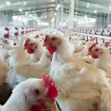 مرغداری گوشتی 20 هزاری در شیپور