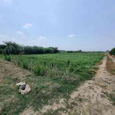 زمین کشاورزی 1900 متر در چپکرود جویبار