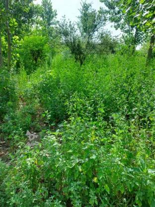 فروش زمین باغی 300 متری با کدسیماک درشلمان در گروه خرید و فروش املاک در گیلان در شیپور-عکس1