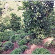 فروش باغ چای3000هزار متر در شهر املش
