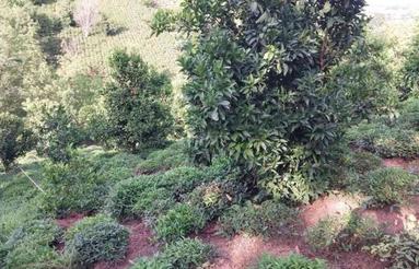 باغ چای 3,000 متری در شهر املش