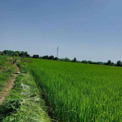 فروش زمین کشاورزی 2180 متر در منطقه (گواسرا)رودسر در گروه خرید و فروش املاک در گیلان در شیپور-عکس1