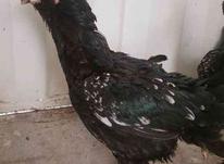 مرغ لاری در حال حاضر کرچ در شیپور-عکس کوچک