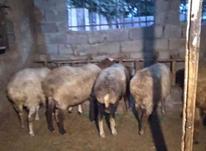 فروش گوسفند در شیپور-عکس کوچک