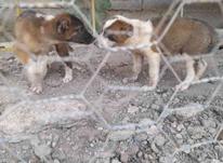 توله سگ نژاد عالی در شیپور-عکس کوچک