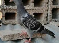 کبوتر سالم در شیپور-عکس کوچک