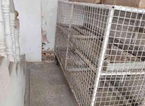 قفس برای نگهداری مرغ در شیپور-عکس کوچک