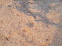 کاه گندم دیم در شیپور-عکس کوچک