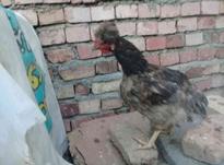 فریح کاکلی تخم گذار در شیپور-عکس کوچک