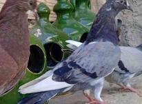 جوجه کبوتر پرشی در شیپور-عکس کوچک
