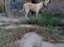 سگ های سرابی ماده و نر در شیپور-عکس کوچک