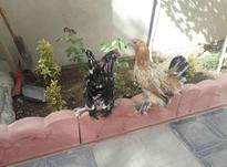 مرغ وخروس یوسل بلژیکی خوشرنگ وتخمگذار در شیپور-عکس کوچک