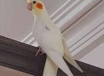 طوطی هلندی زرد گمشده در شیپور-عکس کوچک