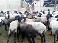 گله گوسفند و بره کشتاری در شیپور-عکس کوچک