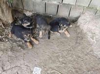 فروش فوری توله سگ میکس ژرمن در شیپور-عکس کوچک