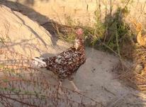 مرغ لاری چیل در شیپور-عکس کوچک