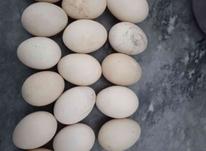 تخم اردک خارجی نطفه دار در شیپور-عکس کوچک