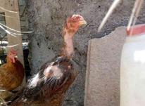 مرغ لاری اصیل در شیپور-عکس کوچک