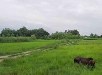 زمین مسکونی 400 متر کامل مسکونی ویوعالی در شیپور-عکس کوچک