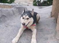 سگ هاسکی نر در شیپور-عکس کوچک