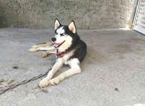 سگ نژاد هاسکی ماده اصل در شیپور-عکس کوچک