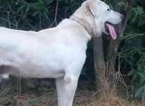 سگ سراب 9ماهه در شیپور-عکس کوچک