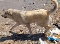 سگ عراقی اصل در شیپور-عکس کوچک