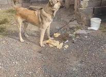 سگ سرابی آدمگیر در شیپور-عکس کوچک