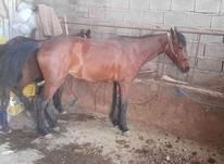 فروش اسب کرد رنگ اسب قرمز در شیپور-عکس کوچک
