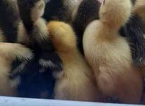 جوجه اردک روسی 10 روزه و انواع جوجه یکروزه در شیپور-عکس کوچک