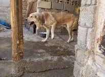 سگ عراقی .... در شیپور-عکس کوچک