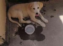 توله سگ گلدن رتریور 4 ماهه در شیپور-عکس کوچک