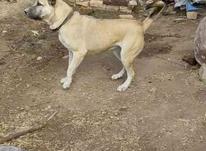 سگ عراقی 20 ماهه در شیپور-عکس کوچک