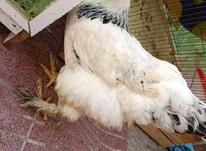 مرغ برهما .. در شیپور-عکس کوچک