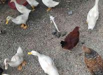 فروش جوجه اردک محلی حدود سه ماهه در شیپور-عکس کوچک