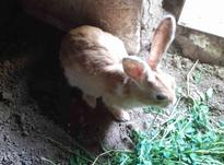 خرگوش های خانگی در شیپور-عکس کوچک